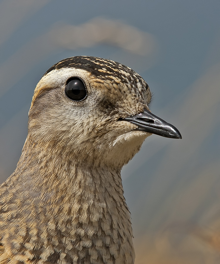 Piviere tortolino (Charadrius morinellus)